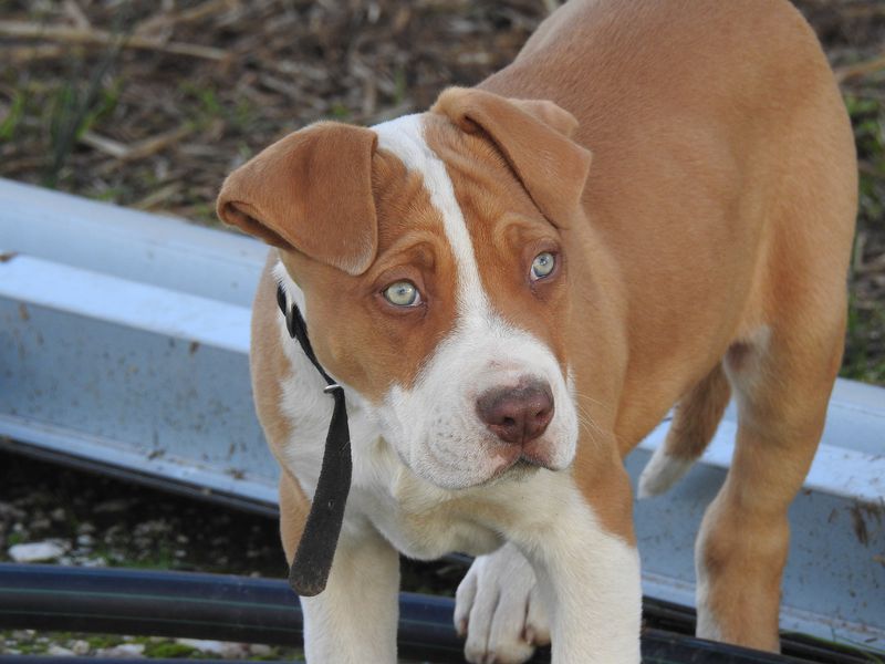 Pitbull rettet schwangeres Frauchen vor Fehlgeburt