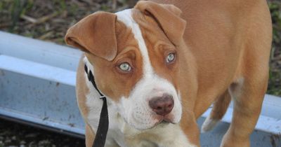 Pitbull rettet schwangeres Frauchen vor Fehlgeburt