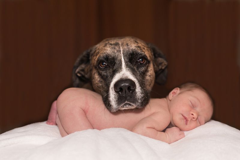 Pitbull rettet schwangeres Frauchen vor Fehlgeburt