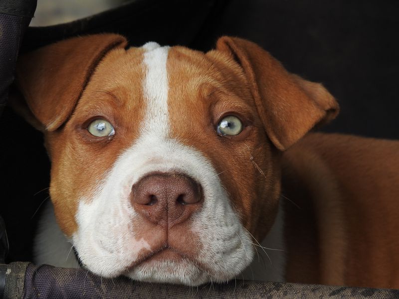 Pitbull rettet schwangeres Frauchen vor Fehlgeburt