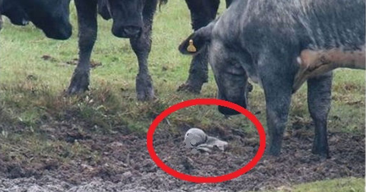 Welches Babytier diese Kühe auf ihrem Feld entdeckten, wirst du nicht glauben!