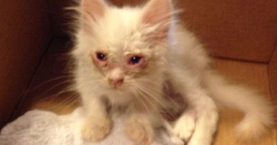 Sie retten eine Katze - und die legt eine unglaubliche Verwandlung hin!