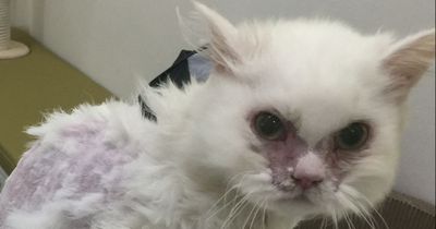 Sie wollte einen schwer kranken Kater adoptieren