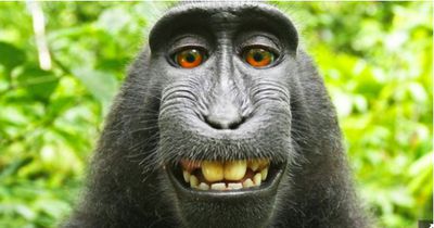 So trieb ihn dieses Selfie in den Ruin