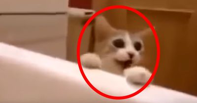 Die Katze denkt, Frauchen ertrinkt in der Wanne...