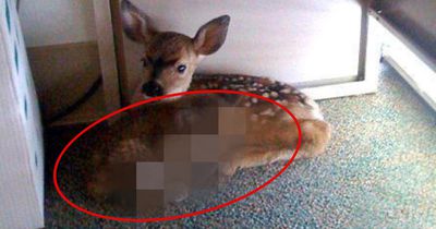 Ein Waldbrand bedroht ihr Haus - doch ein Mann denkt nur an die Wildtiere