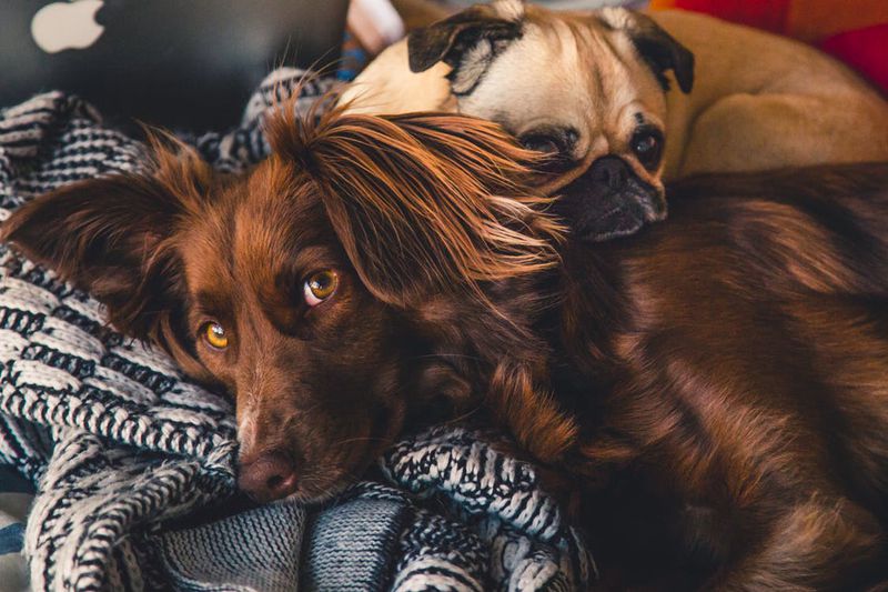 Deswegen sollte dein Hund immer in deinem Bett schlafen: