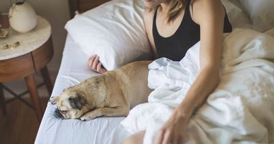 Deswegen sollte dein Hund immer in deinem Bett schlafen:
