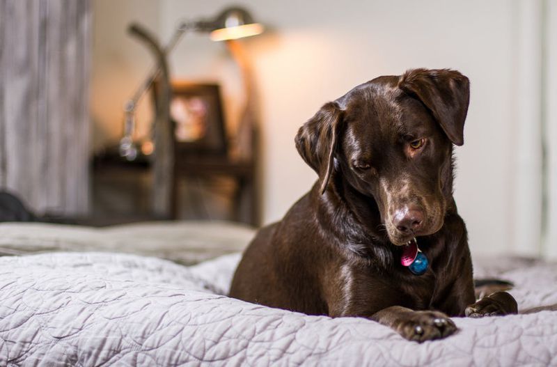 Deswegen sollte dein Hund immer in deinem Bett schlafen: