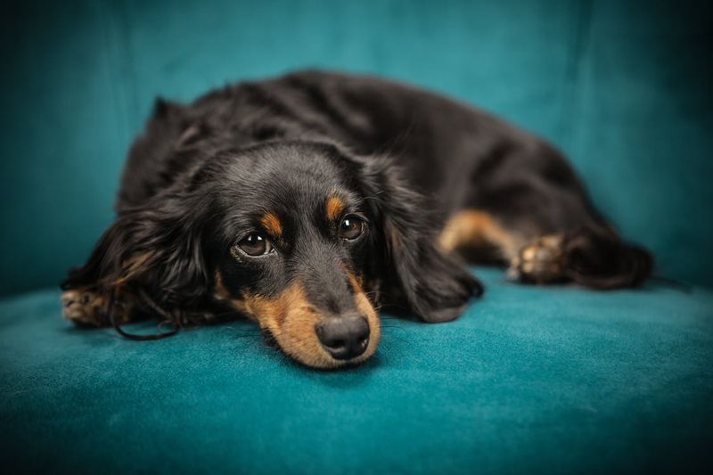 Deswegen sollte dein Hund immer in deinem Bett schlafen: