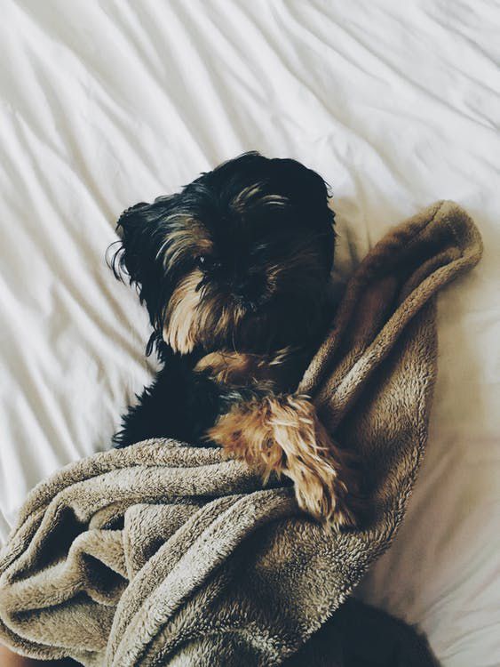 Deswegen sollte dein Hund immer in deinem Bett schlafen: