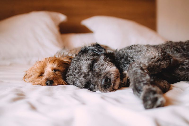 Deswegen sollte dein Hund immer in deinem Bett schlafen: