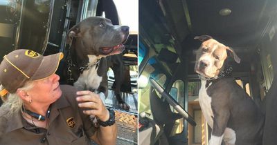 Dieser Hund liebt Postboten - und einen ganz besonders