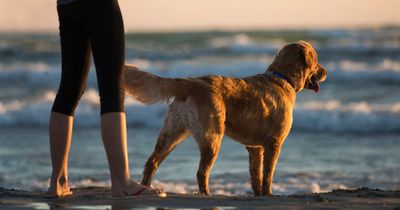 Ihr Hund ist blind - doch als er das Mädchen schreien hört, ist ihm das egal