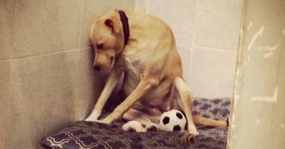 Das wurde aus dem "traurigsten Hund der Welt"!