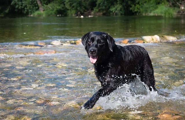 Dieser Labrador hat ein sehr ungewöhnliches Hobby