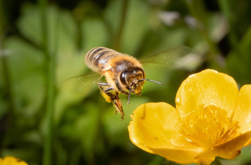 Auch Bienen können sich mit für ihre Gattung sehr spezifischen Geschlechtskrankheiten infizieren.