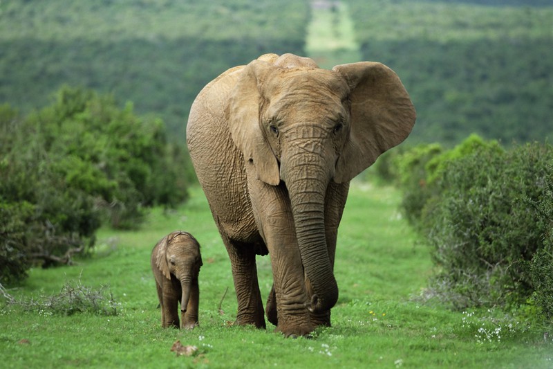 Auch Tiere wie Elefanten haben Strategien entwickelt, um sich in stressigen Situationen zu beruhigen.