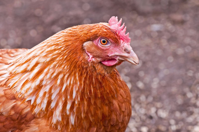 Die voraussichtliche Eierfarbe von Hühnern kann man tatsächlich in den meisten Fällen schon vorher erkennen.