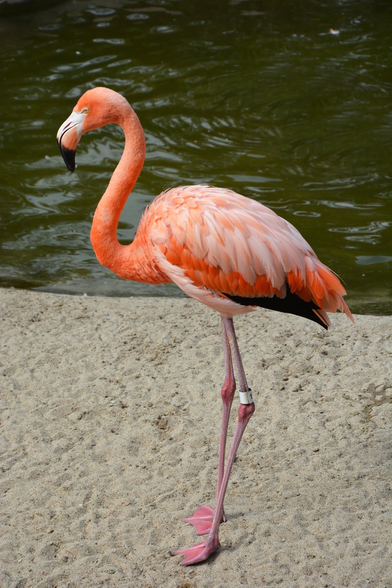 Es könnte dich überraschen, dass die Farbe von Flamingos gar nicht so natürlich ist, wie man glaubt.