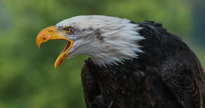 Diese verrückten Tier-Fakten verblüffen den größten Tierfan!