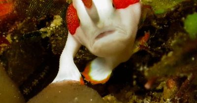Dieser Fisch läuft auf Beinen - unter Wasser!