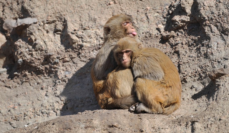 Interessantes Experiment zeigt, wie schlau Affen tatsächlich sind!