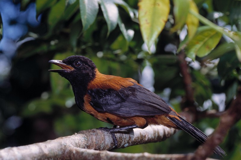 Der Zweifarbenpitohui oder auch Zweifarbenpirol genannt, ist der giftigste Vogel der Welt.