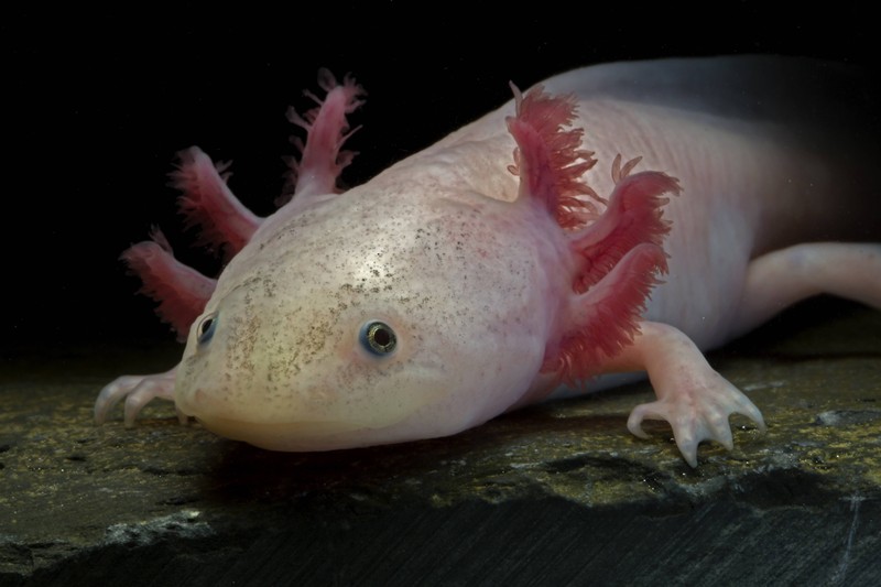 In der freien Natur findet man Axolotls nur in Mexiko in wenigen Seen in der Nähe von Mexico-Stadt.