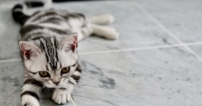 Das solltest du niemals mit deiner Katze machen!