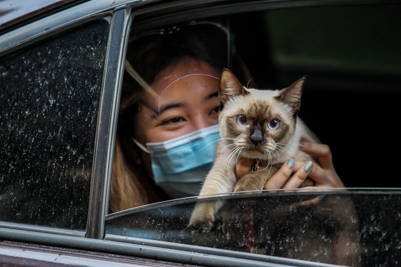 Katzen müssen im Auto zu ihrer Sicherheit in einer Transportbox reisen.