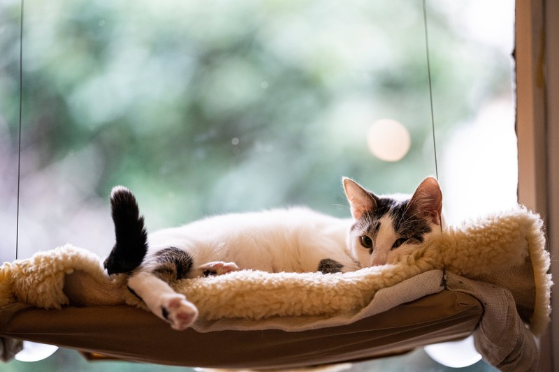 Katzen schauen gerne aus dem Fenster, doch in hohen Wohnungen sollten diese gesichert sein.