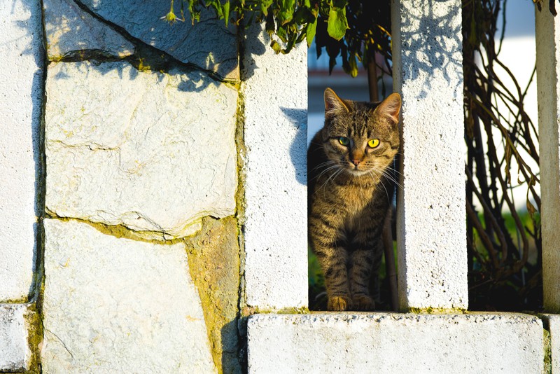 Viele Katzen lieben es, durch die Nachbarschaft zu streunern.
