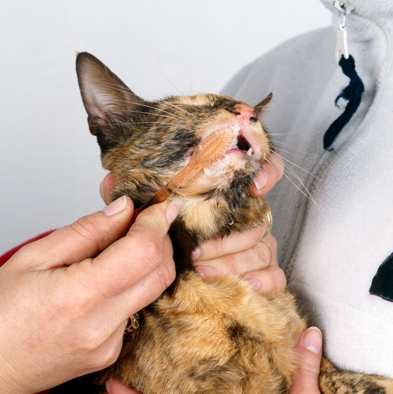 Zahnpflege ist auch bei Katzen wichtig.