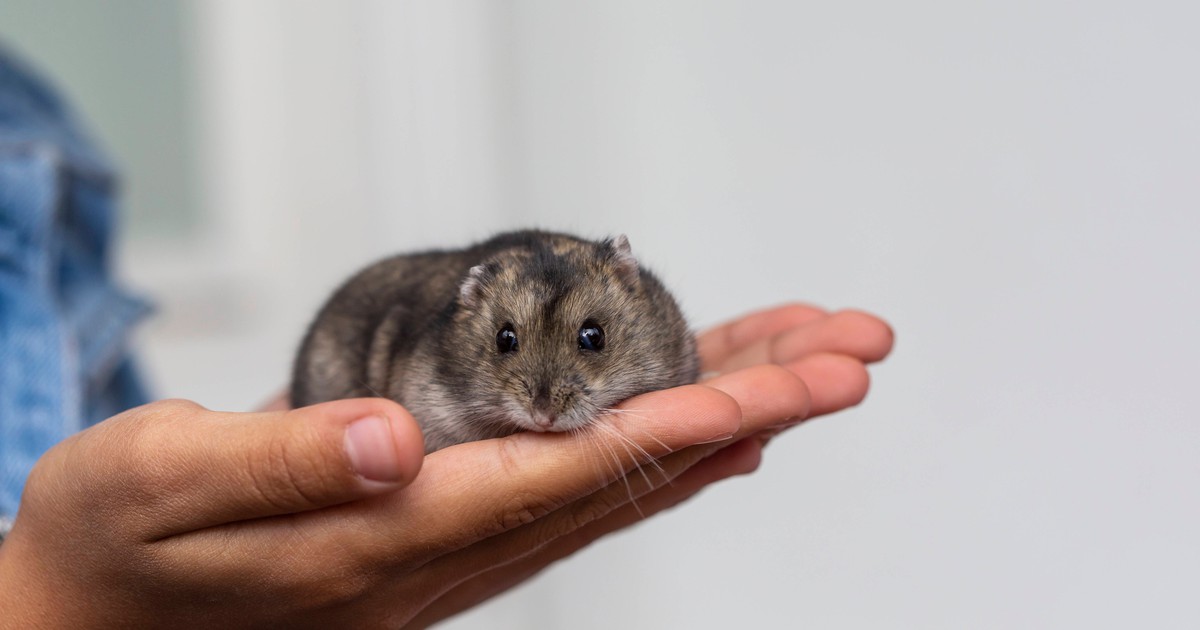 Eine verrückte Geschichte: Dieser Hamster klebte an seinem Käfig fest