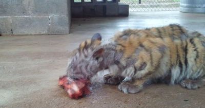 Als sie diesen Tiger in Pflege nahmen, war er völlig ausgezehrt