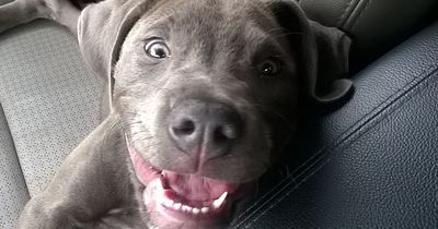 Sie sieht, wie eine Frau ihren Hund aussetzt