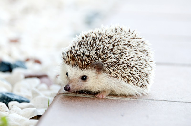 Dieser Igel hat keine Stacheln und das ist der Grund dafür