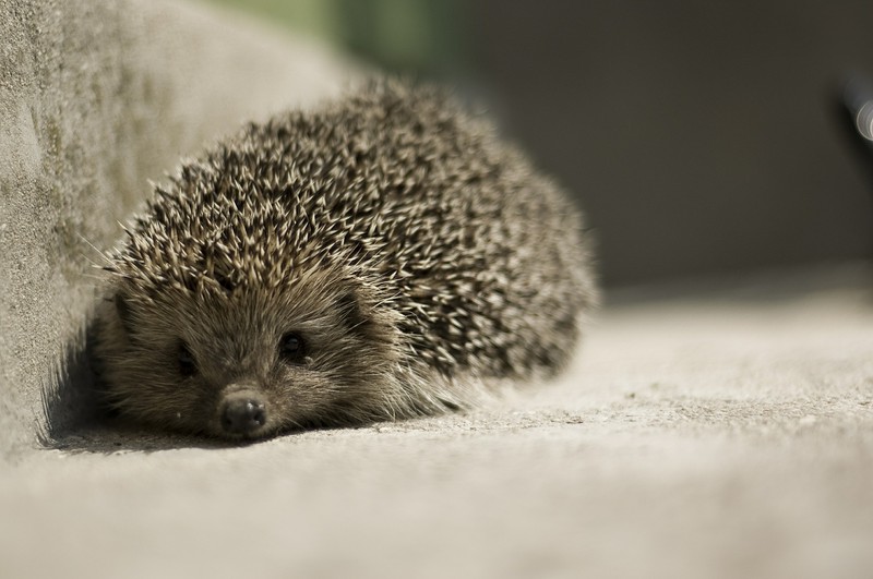 Dieser Igel hat keine Stacheln und das ist der Grund dafür