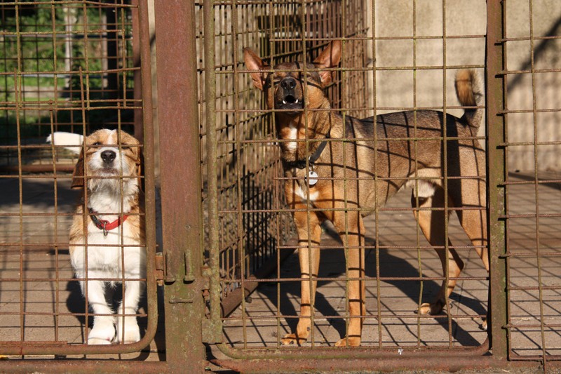Diese Heim-Hunde haben den Morgen ihres Lebens