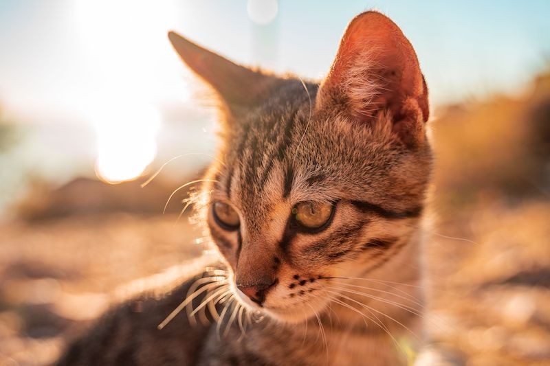 Schnurren kann für Katzen ein gutes, aber auch ein schlechtes Zeichen sein.