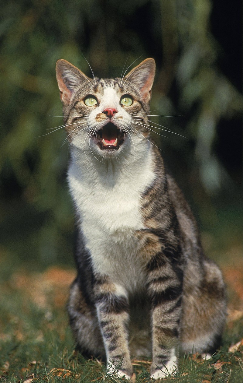 Viele Katzen keckern oder schnattern, wenn sie ihren Jagd-Impuls abbauen wollen
