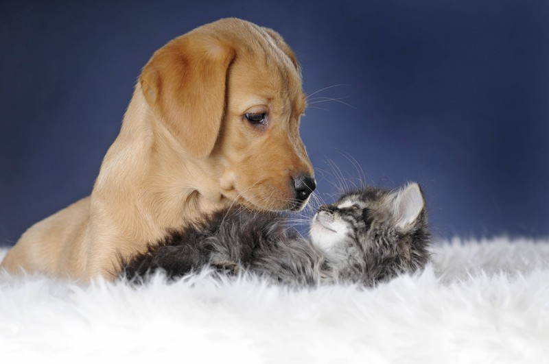 Katzen und Hunde können innige Freundschaften schließen.