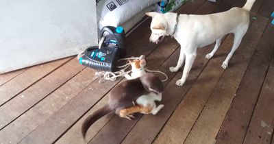 Das ist die wohl ungewöhnlichste Tierfreundschaft der Welt