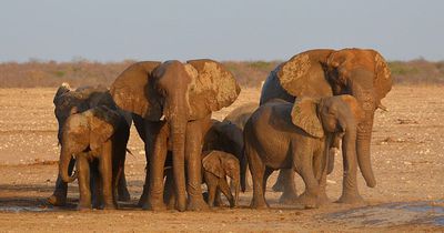 Als der Elefant diesen Mann sieht, stürmt er sofort auf ihn los