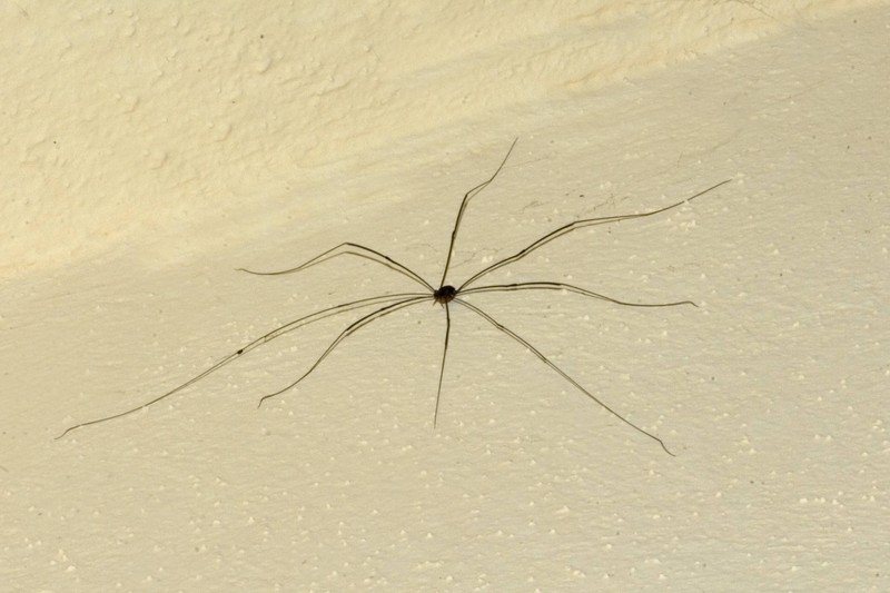 Diese Bilder zeigen Spinnen von einer ganz neuen Seite
