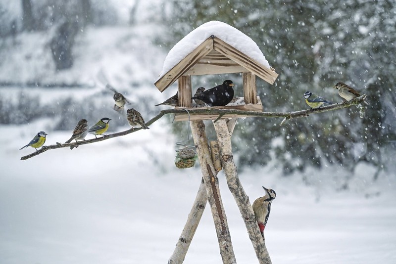 Ein Futterhaus für Vögel erfreut Mensch und Tier.