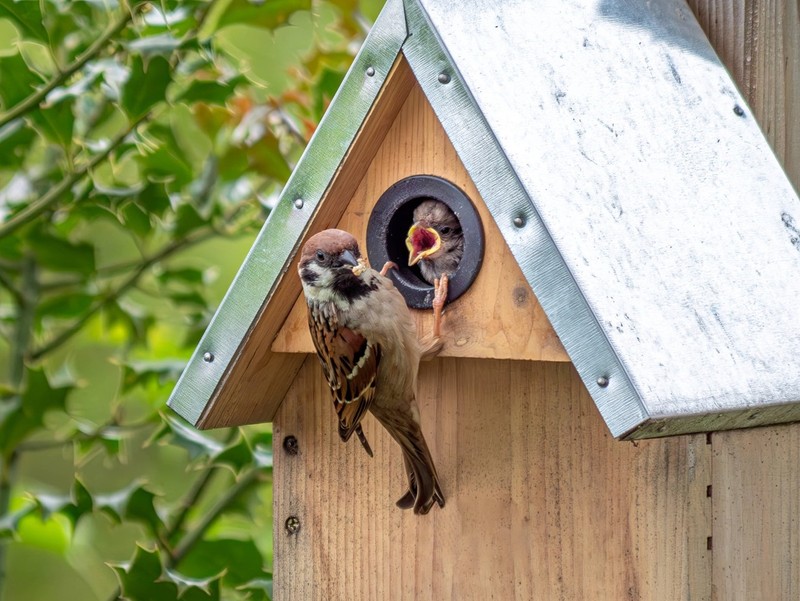 Ein Nistkasten bietet einen Unterschlupf und Aufzuchtort für Vögel.