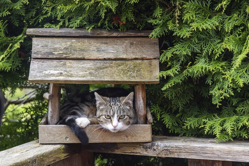 Ein Vogelhaus sollte sicher vor Katzen, Waschbären und Mardern angebracht sein.