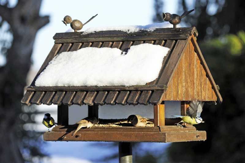 Futterhäuser können im Winter einen wichtigen Beitrag leisten.